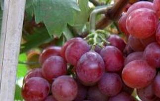 国产红提的营养价值 红提的营养价值与食用功效