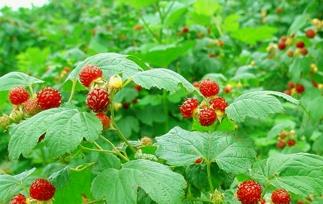 蛇莓是什么 蛇莓是什么中药