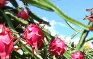 火龙果上火吗（火龙果上火吗有什么功效）