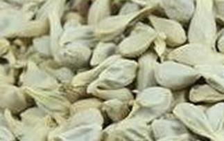 橘子核的药用作用（橘核有什么药用）