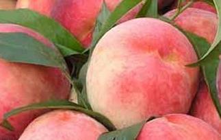 怎样催熟桃子（怎样催熟桃子又快又甜）