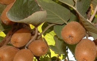 鄂猕猴桃三号的功效与作用 鄂猕猴桃1号