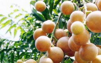 黄皮酒怎么做 黄皮酒怎么做好吃