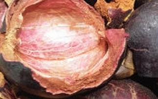 山竹壳可以吃吗 山竹壳可以吃吗?