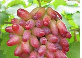 美人指的功效与作用 美人指的功效和作用