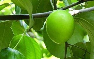 青枣的营养价值（青枣的营养价值及功效与禁忌）