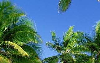 棷子根的作用 痦子根什么样