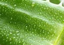 如何用鲜芦荟做面膜 鲜芦荟做面膜的方法