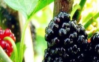 桑树果的作用与功效 桑树果的作用与功效及禁忌