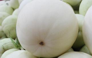 白香瓜都有什么品种（白香瓜都有什么品种图片）