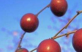 山枣泡水喝有什么作用 山枣泡水喝有副作用吗