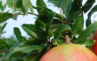 家庭石榴的保存方法 家庭石榴的保存方法是