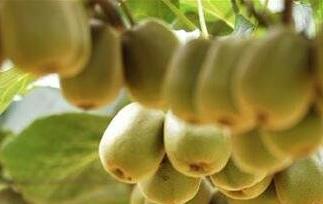 生的奇异果吃了有什么好处和坏处 奇异果生吃有什么危害