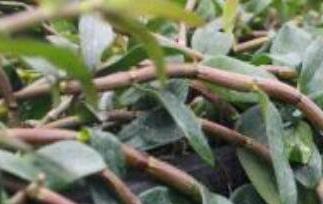 石斛怎么种植（石斛怎么种植最好）