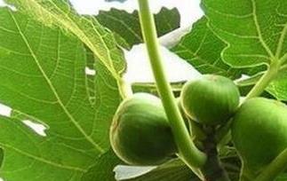 无花果叶的药用功效与作用 无花果叶的药用功效与作用图片