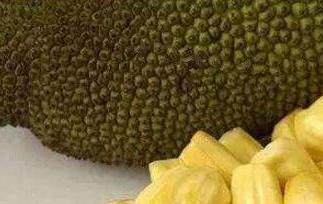 菠萝蜜的营养价值 菠萝蜜的营养价值有哪些