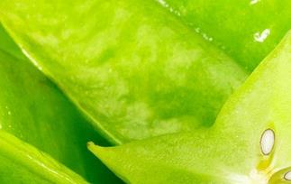 杨桃怎么吃好 杨桃怎么吃好吃又营养