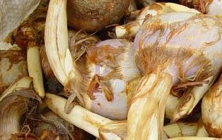 慈菇的功效与作用 慈菇的功效与作用点