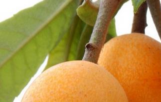 枇杷怎么吃 枇杷的常见吃法