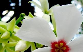 海芒果的功效与作用（海芒果的功效与用处）