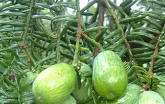 香榧怎么吃（香榧怎么吃法）