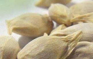 盐炒橘子籽的作用与功效