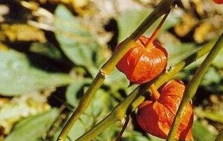 野生山菇茑的功效与作用