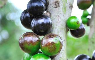 嘉宝果的功效与作用 嘉宝果的功效与作用嘉宝果的种植