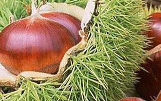 吃板栗的好处有哪些（吃板栗的好处和坏处）