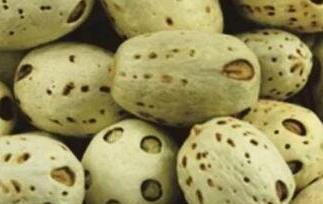 五眼果的功效与作用