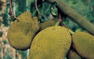 如何催熟菠萝蜜（如何催熟菠萝蜜 菠萝蜜催熟方法）