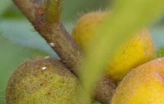 毛桃煮水的功效与作用（毛桃煮水的功效与作用）