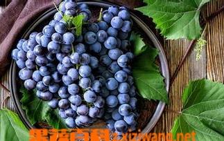 黑提的功效与作用（黑枸杞的功效与作用）