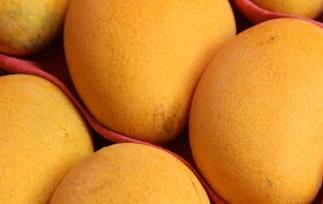 多吃芒果有什么坏处 多吃芒果有什么坏处和好处