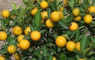 四季桔的养殖方法和注意事项 四季桔的养殖方法和注意事项视频
