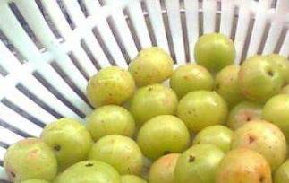 油甘子泡酒的作用（油甘子泡酒的作用及功效）