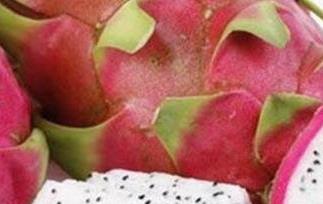 白肉火龙果的营养成份和营养价值（白色火龙果营养）