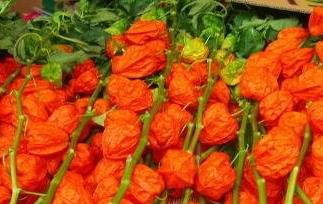 红姑娘的治病用法(红姑娘的用途?都可以治什么病)