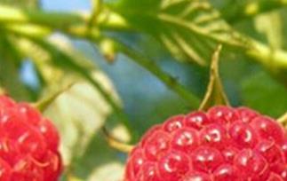 蛇莓有毒吗 蛇莓有毒吗?