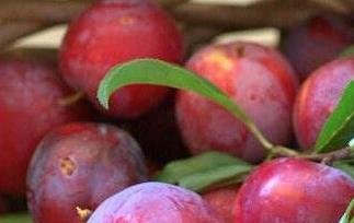 李果的功效与作用(李果的功效与作用禁最多吃几个)