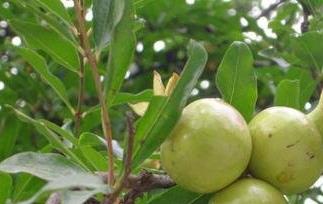 白石榴叶泡茶喝的功效（白石榴叶泡茶喝的功效与作用）