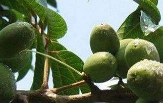 橄榄的功效与作用(橄榄果的功效与作用)