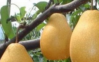 砂梨不能和什么一起吃 吃砂梨要注意些什么