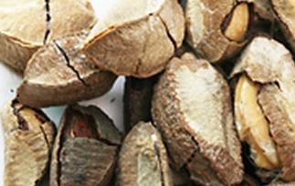 巴西栗的功效与作用(板栗作用和功效)