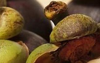 山竹好坏的辨别方法 山竹好坏的辨别方法是什么