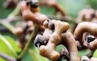 拐枣的功效与作用 拐枣的功效与作用泡酒