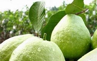 男人服用芭乐根有什么作用（芭乐根男人不能吃）