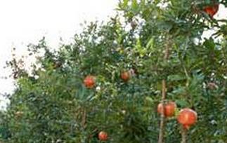 如何种植石榴树 如何种植石榴树视频