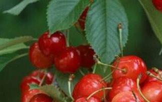 吃樱桃的好处有哪些 吃樱桃的好处有哪些功效