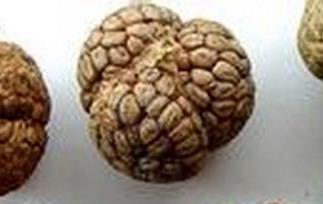 草果的功效作用 草果的功效作用是什么